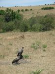 14788 Vultures.jpg